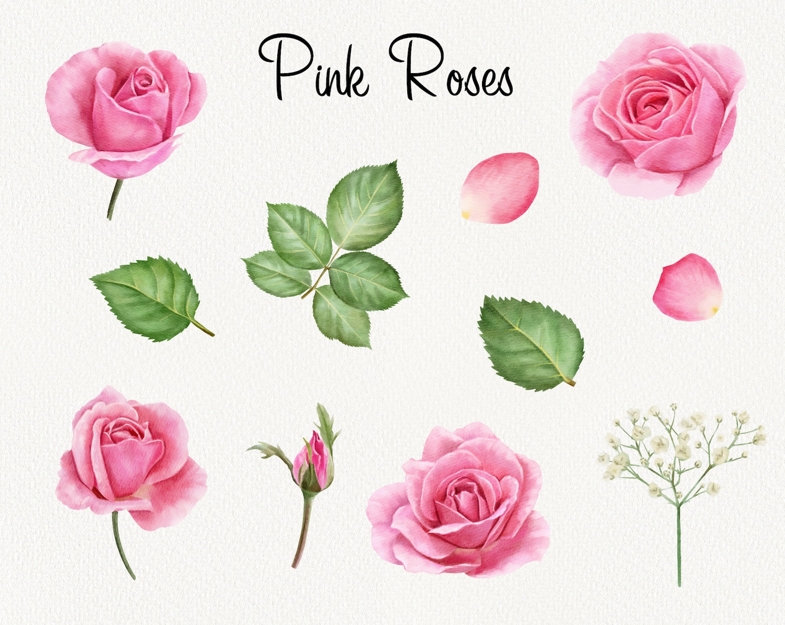 Watercolor Pink Roses Clipart, Valentine's Day Flower Clip Art, Vintage ...