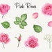 Watercolor Pink Roses Clipart, Valentine's Day Flower Clip Art, Vintage ...