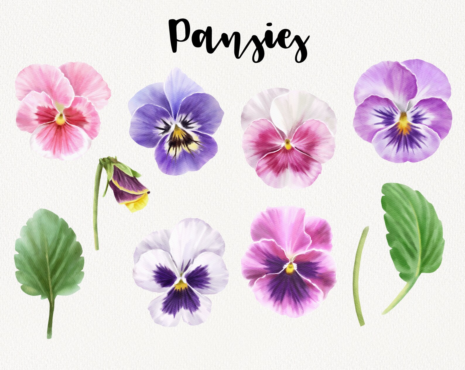 Watercolor Pansy Clipart, Purple Pansies Flower Clip Art, Spring Floral ...