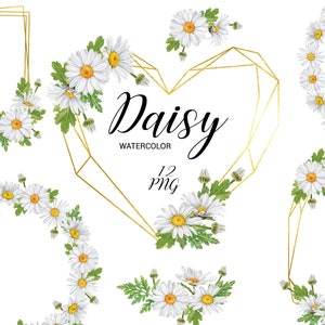 Clipart couronne de marguerites aquarelle, cadre de fleurs printanières à la camomille, clipart floral peint à la main, bouquets, couronnes rondes de fleurs sauvages ensemble PNG