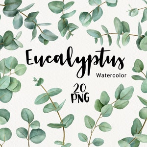 Clipart di eucalipto ad acquerello, foglie di eucalipto, rami di eucalipto, clipart di verde da matrimonio, floreale, foresta, download immediato, PNG