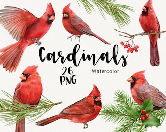 Watercolor Red cardinals clipart, Christmas Birds clip art, Winter Holiday, Tree branch, forest, Pine Cone, conifers, wedding clipart PNG