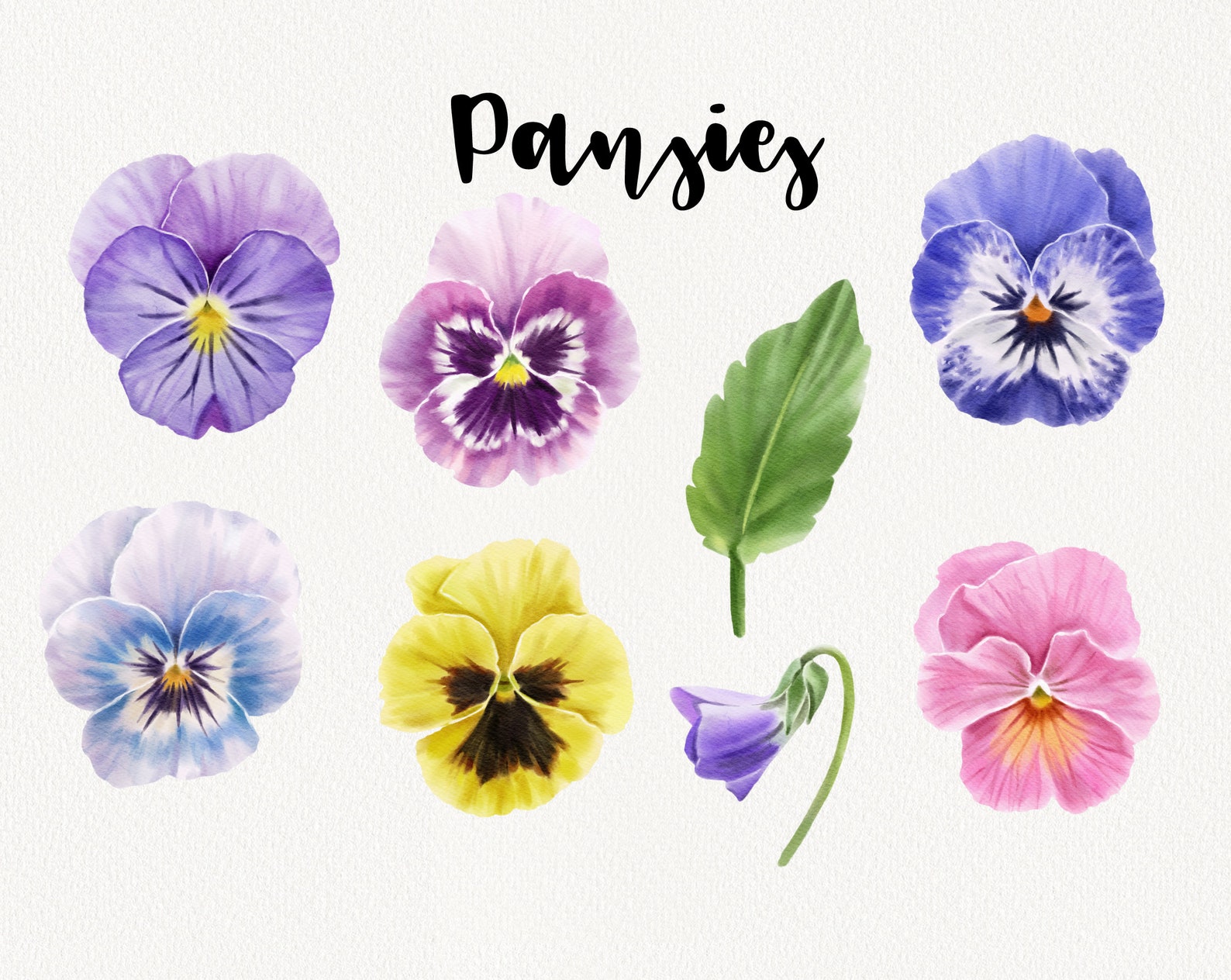 Watercolor Pansy Clipart, Purple Pansies Flower Clip Art, Spring Floral ...