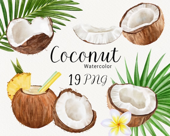coconut fruit clip art