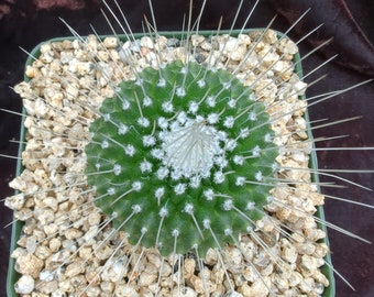 Mammillaria spinossisima var. Un Pico