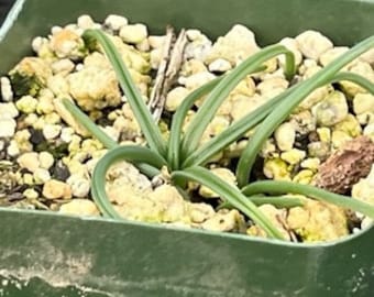 Albuca Sp. Piketberg