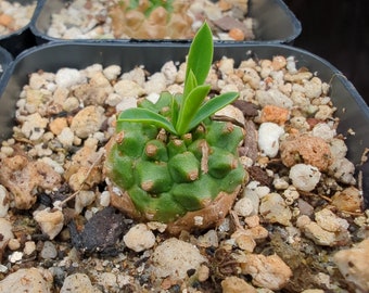 Euphorbia X 'Japonica'