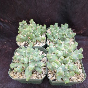Euphorbia clivicola (graft)