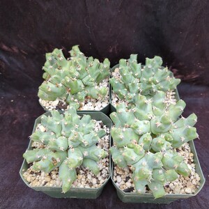 【一点モノ／現地風演出】Euphorbia clivicola 鉢付き発送 一点モノ／現地風演出】Euphorbia clivicola 鉢付き発送 - メルカリ