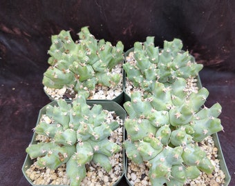 Euphorbia clivicola (graft)