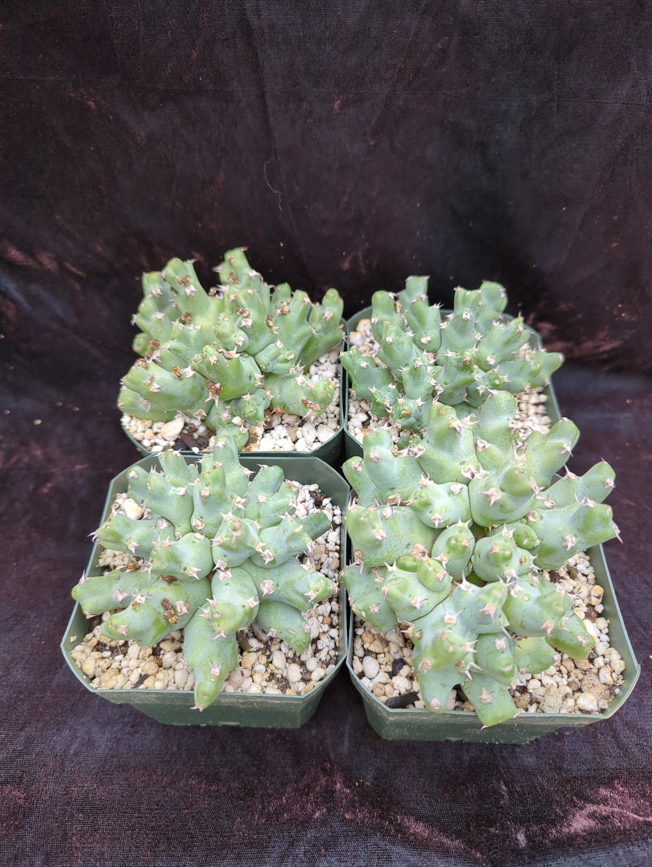 【一点モノ／現地風演出】Euphorbia clivicola 鉢付き発送 一点モノ／現地風演出】Euphorbia clivicola 鉢付き発送