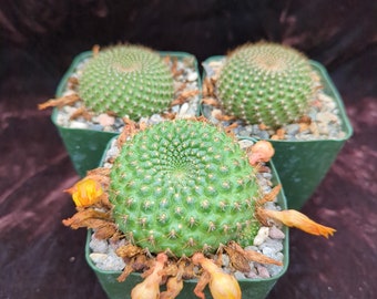 Rebutia mentosa