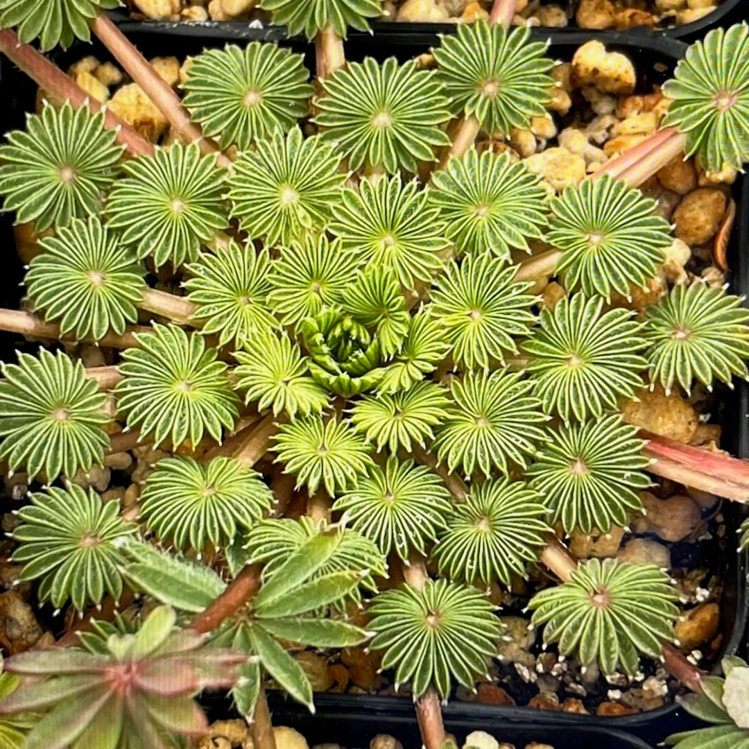 Oxalis Palmifrons Etsy