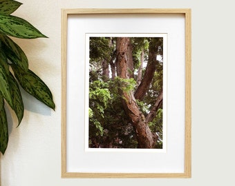 Intertwined - Color photography - limited edition