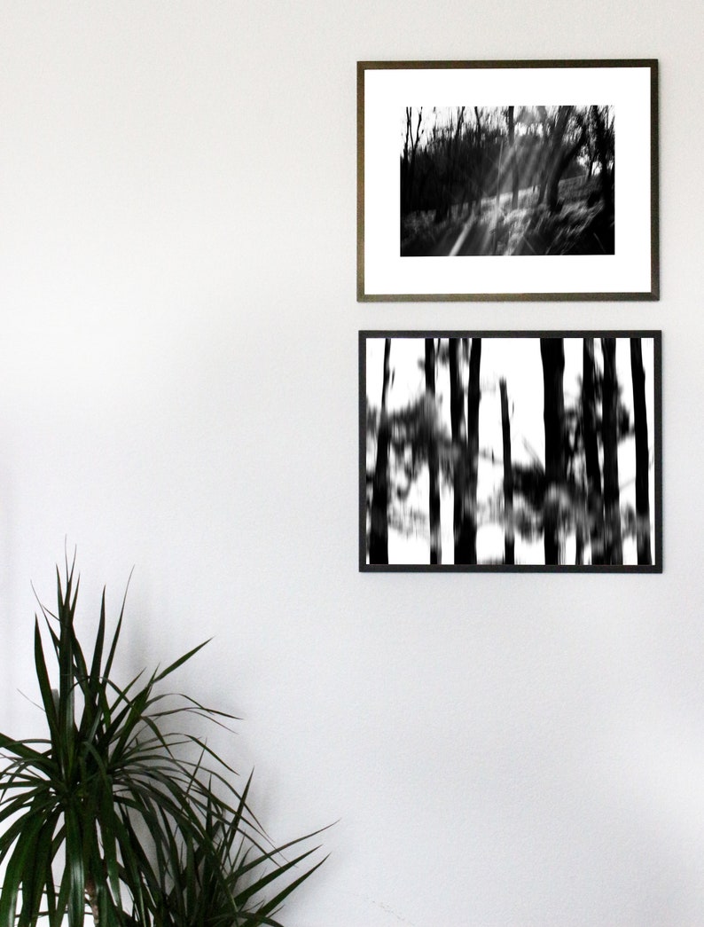 May include: Two black and white framed photographs of trees. The top photo shows a path through a forest with sunlight shining through the trees. The bottom photo shows a blurred image of trees.