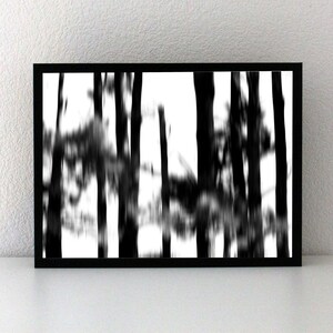 May include: Black and white photograph of a forest with tall trees. The trees are blurred and the background is white.