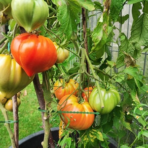 Tomatenkonfitüre Bild 2