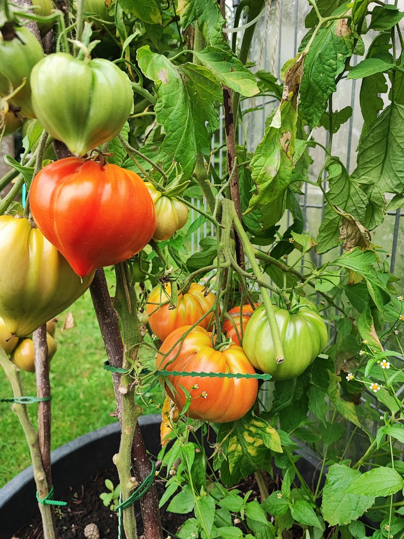 Tomatenkonfitüre Bild 2