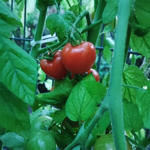 Tomatenkonfitüre Bild 5