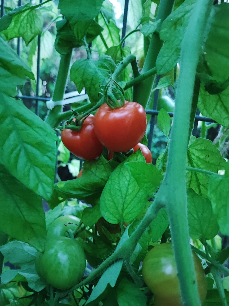 Tomatenkonfitüre Bild 5