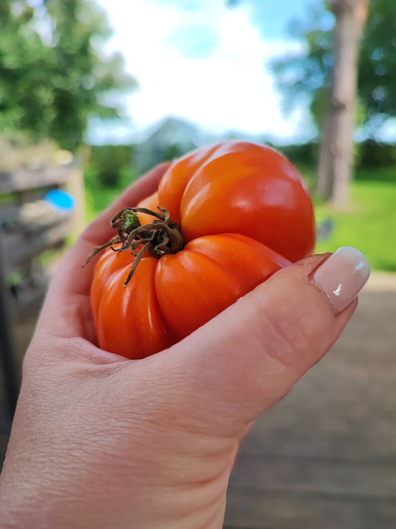 Tomatenkonfitüre Bild 3