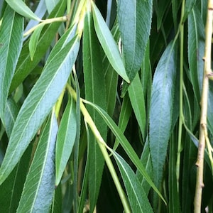 Freshly Picked Organic Weeping Willow Leaves (Salix Babylonica)