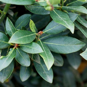 Fresh, Organic Cut Bay Leaves (Laurus Nobilis) Non-GMO