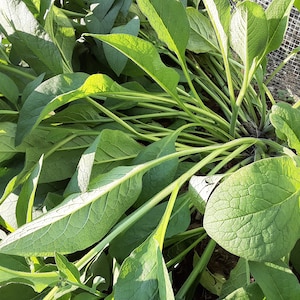 Frische, biologisch geschnittene Beinwellblätter (Symphytum officinale) Non-GMO