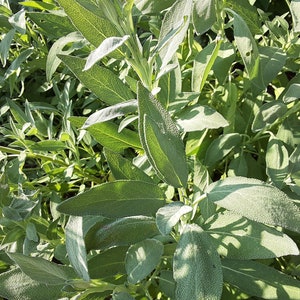 Gedroogde, biologische salieblaadjes (Salvia officinalis) [GGO-vrij]