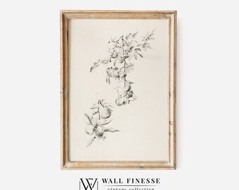 Vintage takken van een appelboomschets | Rustieke tekening Frans land| Lijntekeningen antieke tekening | Afdrukbaar digitaal | Digitale download