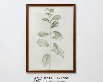 Antique Coffee Plant Print | Vintage Botanical Painting | Rustic Farmhouse Decor | Printable Digital