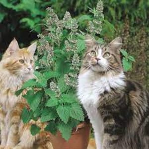 Cataire pour Chat, A Chat Séchée, À Chat Séchée Chats Biologique A Chat  Plante pour Les Chats Chaton