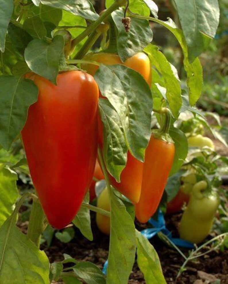 Free Shipping Mini Sweet Bell Pepper Seeds BUY 2 GET 1 FREE Etsy Canada