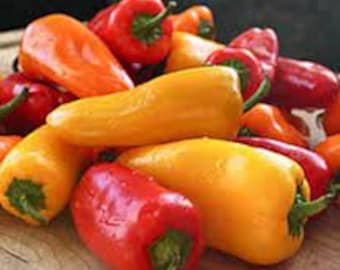 40 seeds Mini Sweet snacking Peppers -Free Shipping