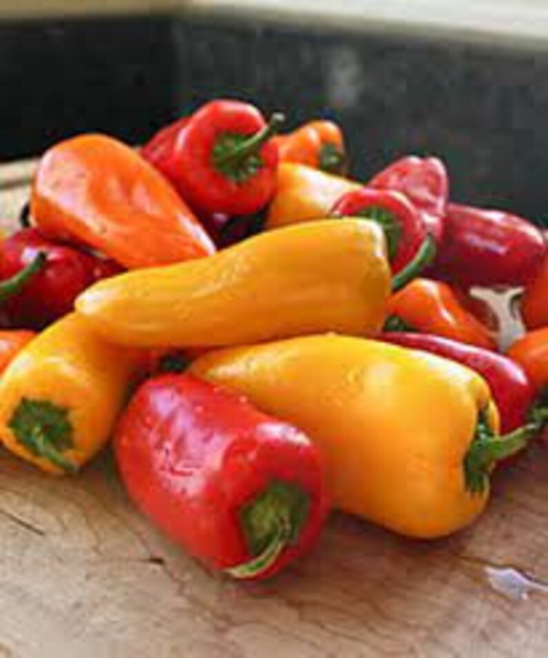 Free Shipping Mini Sweet Bell Pepper Seeds BUY 2 GET 1 FREE Etsy Canada