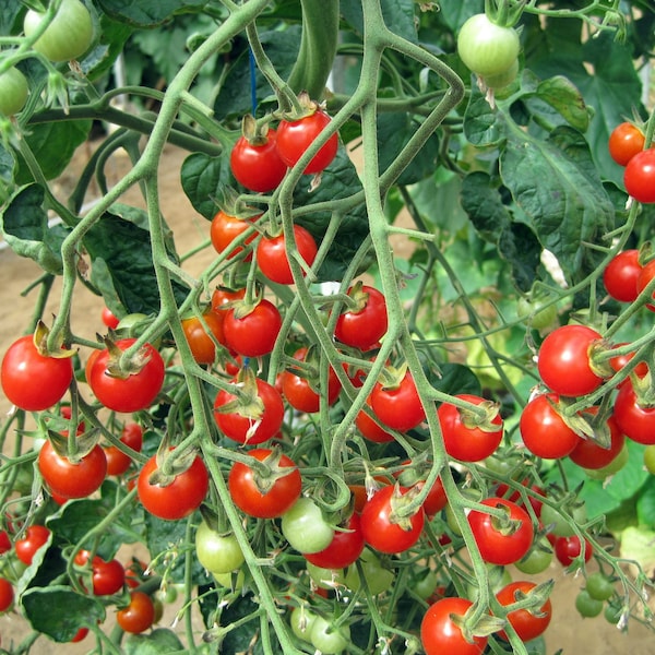 40 SEEDS. Tomato Cherry Red Indeterminate -Free Shipping- Balcony Pots Garden seeds - Small mini tomato