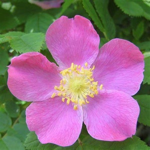 May include: A close-up shot of a pink flower with five petals. The centre of the flower is bright yellow, surrounded by yellow stamens. Green leaves form a natural backdrop, accentuating the flower's colour and texture. The flower is in full bloom.