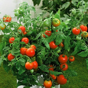May include: A tomato plant bearing red and green tomatoes. The plant has green leaves and is in a white pot. Some tomatoes are ripe and red, while others are still green.