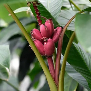 May include: A close-up shot of a bunch of red bananas, displaying their distinctive colour and form. The bananas are connected to a reddish-brown stem, set against a backdrop of green leaves and stems. The image captures the natural appeal of the fruit.