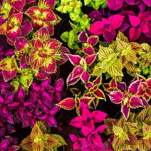 100+ TOP QUALITY Coleus mix flower seeds