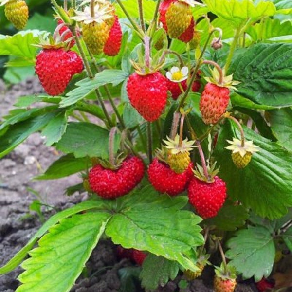 Strawberry Seeds - Alpin - Canada Seeds - Livraison gratuite