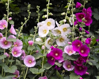 Pink Purple and white Organic HOLLYHOCK SEEDS   Fresh seeds,  Free shipping- Great gift Idea