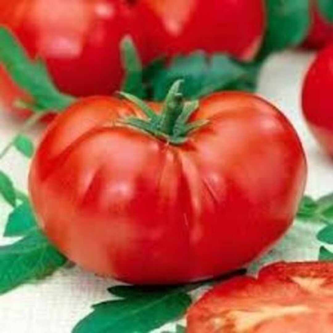 40 TOMATO Seeds Beefsteak Favorite Variety, Open Pollinated Free
