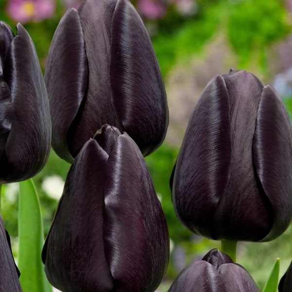 Bulbos de tulipán negro Variedad rara En el crecimiento verde ahora florecerá esta temporada.