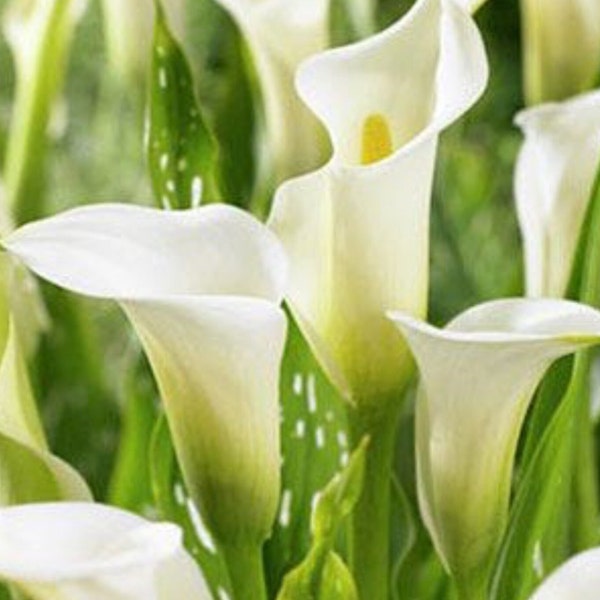 Calla lily (Zantedeschia) bulbs Elegant white blooms Hardy Perennial everlasting plants For Garden beds & pots Low Maintenance Flower yearly