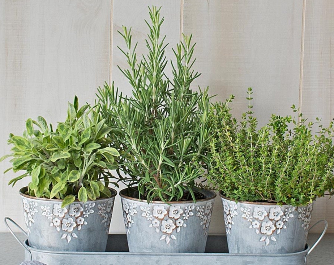 3x Mixed Herb Collection Plants Young Healthy Starter Plants Kitchen