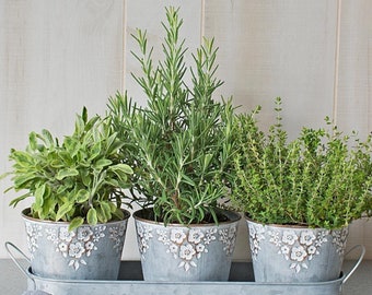 3 mélanges de plantes aromatiques Jeunes plantes de démarrage saines Herbes de cuisine pour le rebord de la fenêtre Cuisine culinaire Faites pousser vos propres herbes fraîches du chef