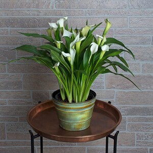 May include: A potted white calla lily plant with multiple blooms in a green and brown pot. The plant is sitting on a copper-coloured tray with a black metal stand.