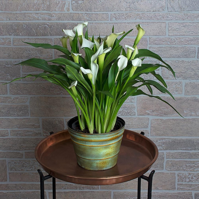 May include: A potted white calla lily plant with multiple blooms in a green and brown pot. The plant is sitting on a copper-coloured tray with a black metal stand.
