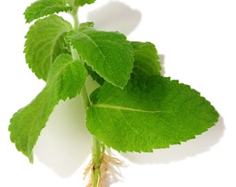 Mélange de 6 plantes de MENTHE - 2 de chaque : citron, menthe, fraise, menthe et menthe verte Jeunes plantes enracinées à cultiver sur des herbes à croissance rapide. Aromatique, biologique